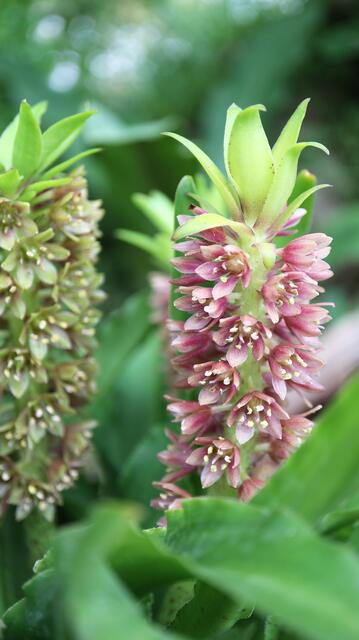 Eucomis 'Leia'