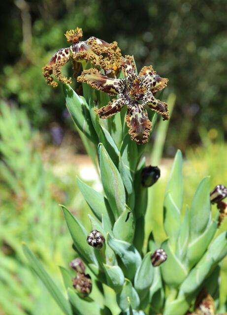 Ferraria crispa