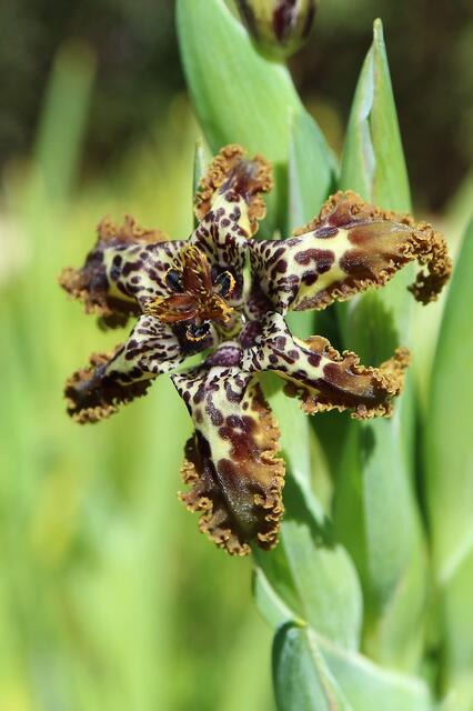 Ferraria crispa
