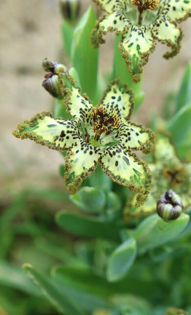 Ferraria crispa