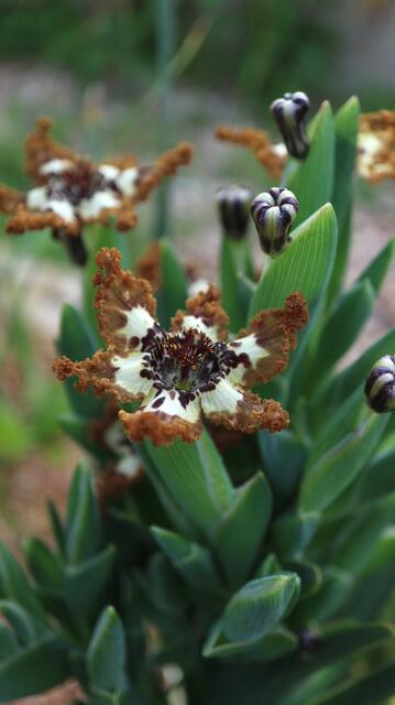 Ferraria crispa