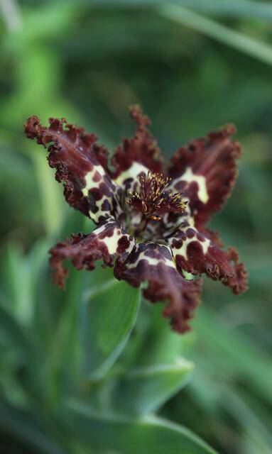 Ferraria crispa