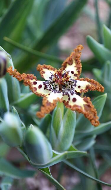 Ferraria crispa