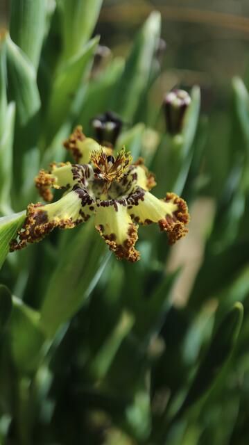 Ferraria crispa