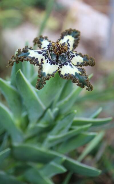 Ferraria crispa