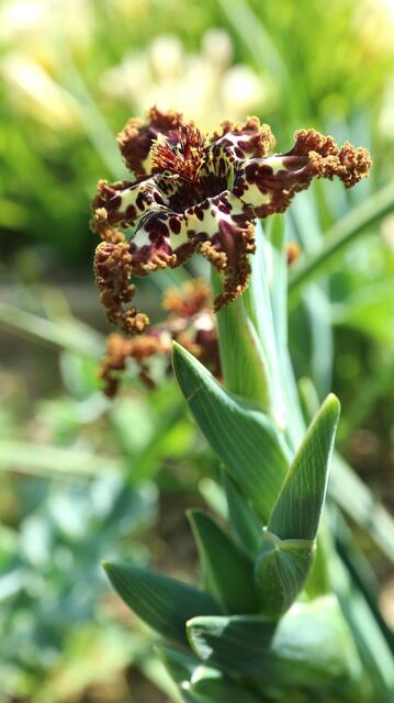 Ferraria crispa