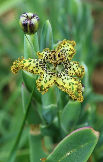 Ferraria crispa