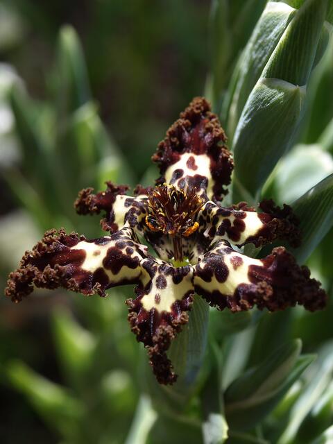 Ferraria crispa
