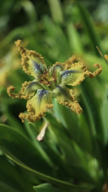 Ferraria divaricata