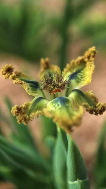 Ferraria divaricata