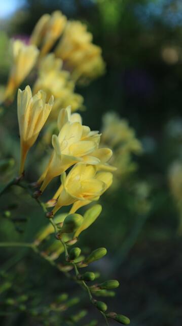 Freesia corymbosa