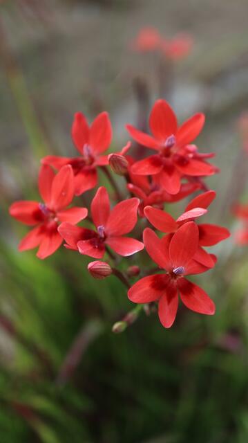 Freesia laxa