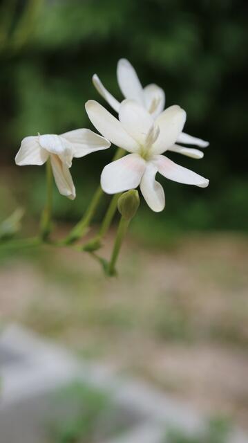 Freesia laxa f. alba