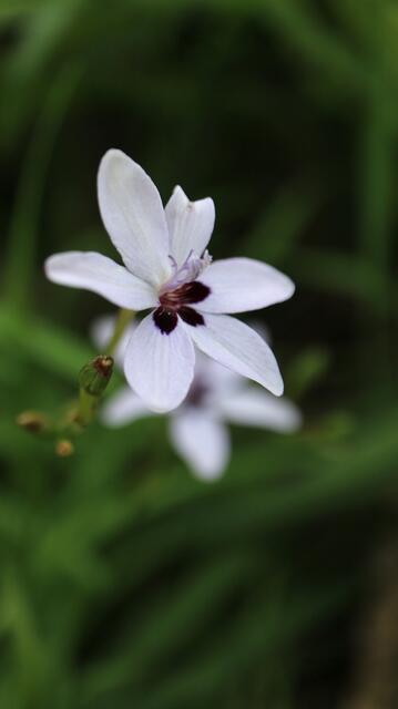 Freesia laxa f. azurea