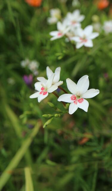 Freesia laxa 'Joan Evans'
