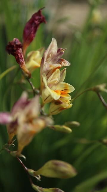 Freesia leitchlinii