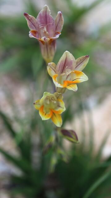 Freesia leitchlinii