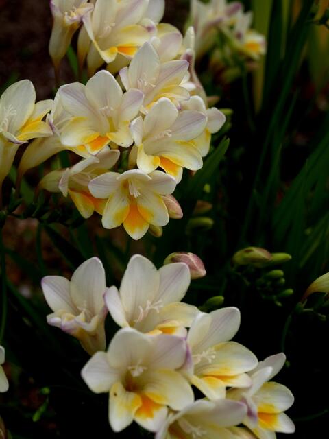 Freesia leitchlinii subsp. alba