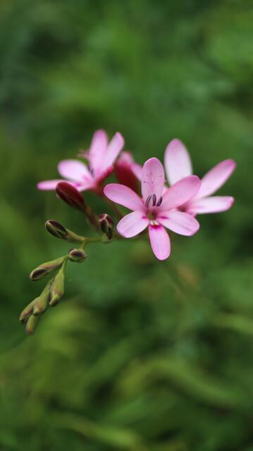 Freesia verrucosa