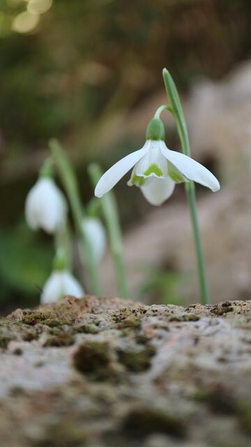 Galanthus reginae-olgae