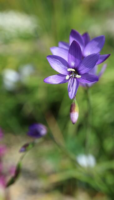 Geissorhiza aspera