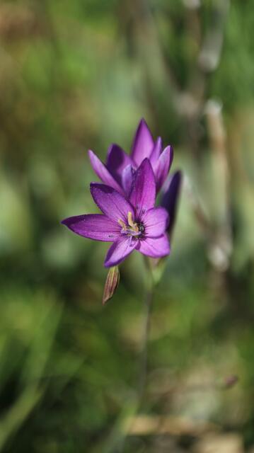 Geissorhiza aspera