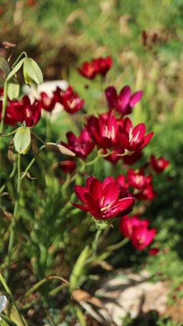 Geissorhiza erosa