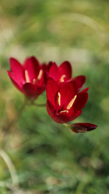 Geissorhiza erosa