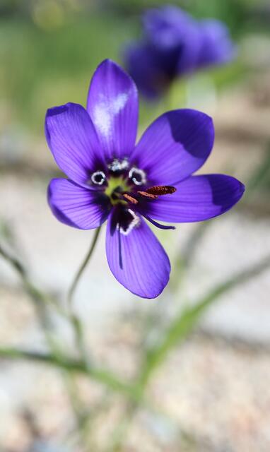 Geissorhiza splendidissima