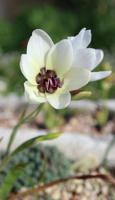 Geissorhiza tulbaghensis