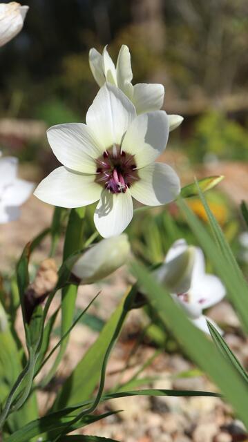 Geissorhiza tulbaghensis