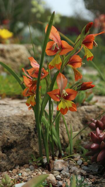 Gladiolus alatus