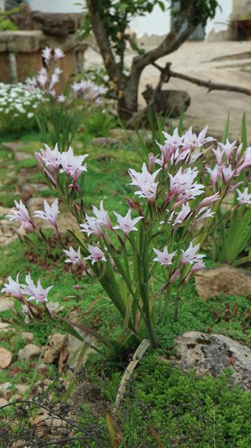 Gladiolus aquamontanus