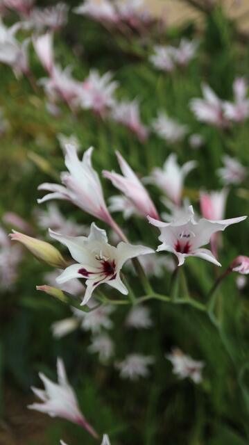 Gladiolus aquamontanus