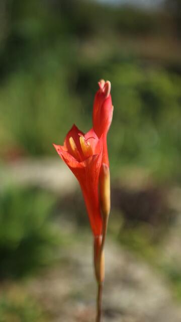 Gladiolus bonaspei