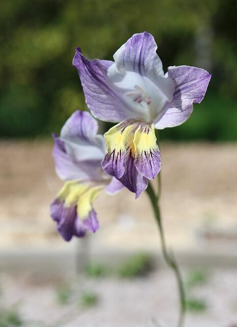 Gladiolus carinatus