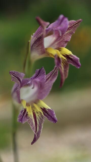 Gladiolus carinatus