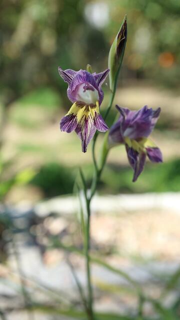 Gladiolus carinatus