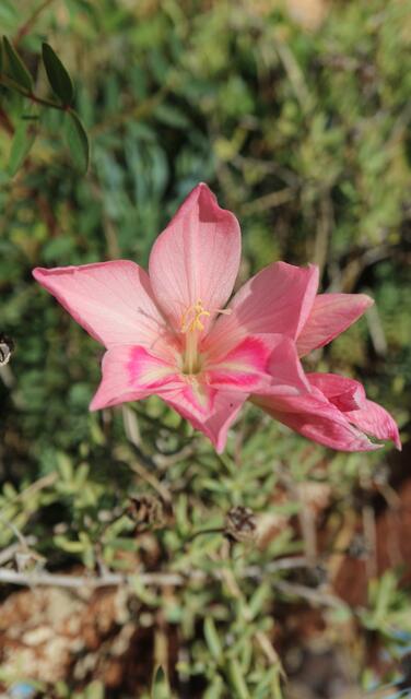 Gladiolus carmineus