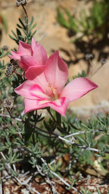 Gladiolus carmineus