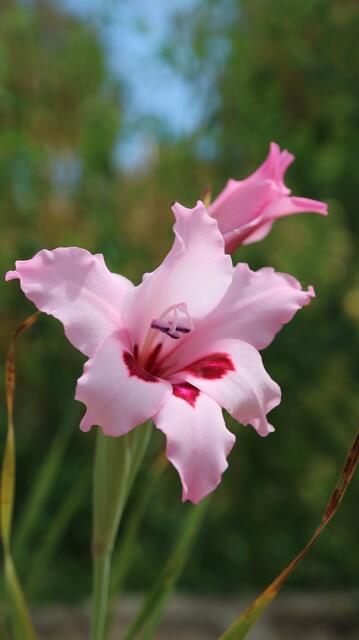 Gladiolus carneus