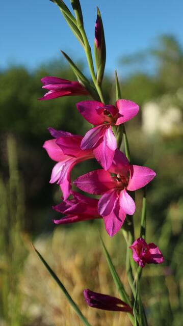Gladiolus communis