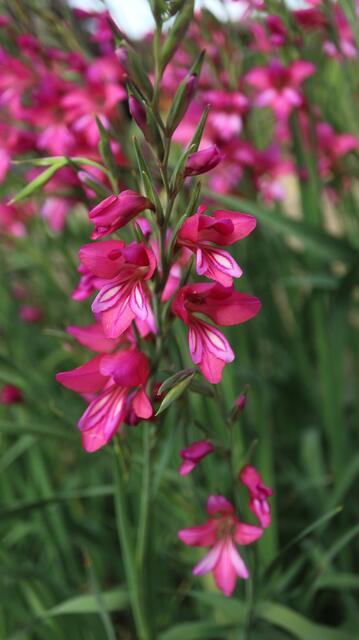 Gladiolus communis