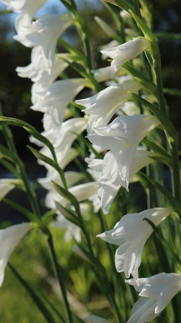 Gladiolus communis f. alba