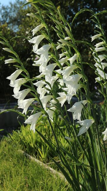 Gladiolus communis f. alba / ex Mallorca