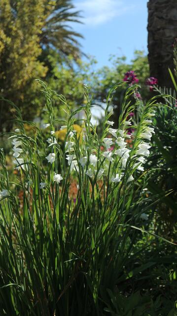 Gladiolus communis f. alba / ex Mallorca