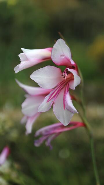 Gladiolus communis - light pink