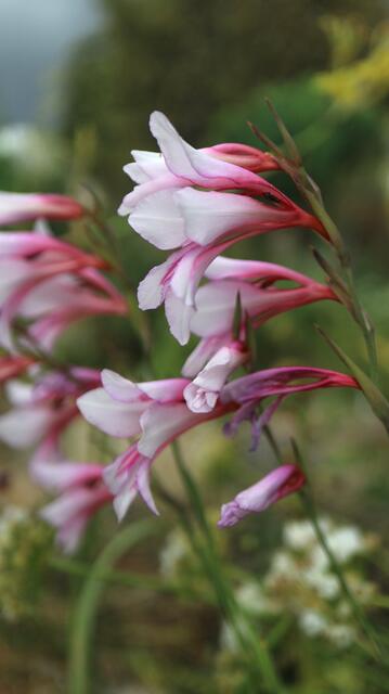 Gladiolus communis - light pink / ex Mallorca