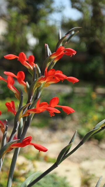 Gladiolus cunonius (Ex Cape Peninsula)