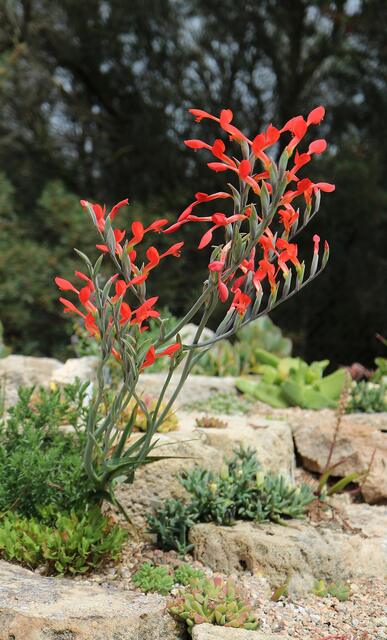 Gladiolus cunonius (Ex Cape Peninsula)